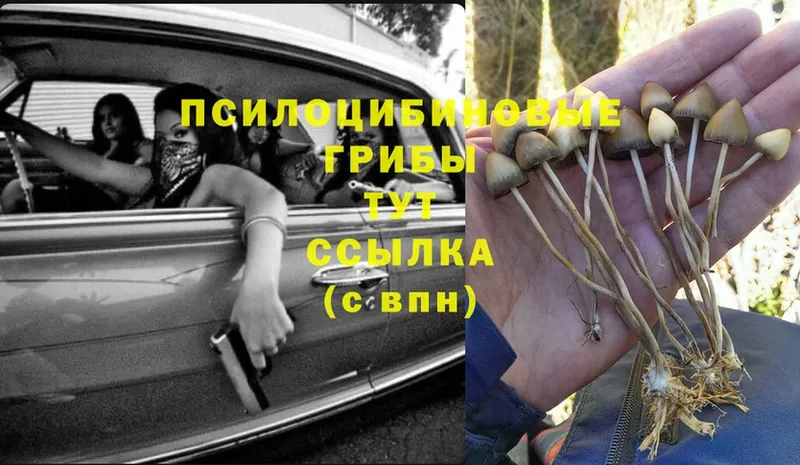 Галлюциногенные грибы Psilocybe  Шумерля 